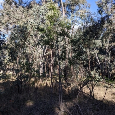 Grevillea robusta (Silky Oak) at Albury - 4 Jun 2021 by Darcy