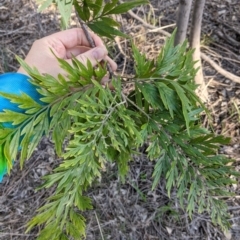 Grevillea robusta at Lavington, NSW - 4 Jun 2021 02:43 PM