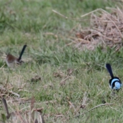 Malurus cyaneus (Superb Fairywren) at Albury - 4 Jun 2021 by PaulF