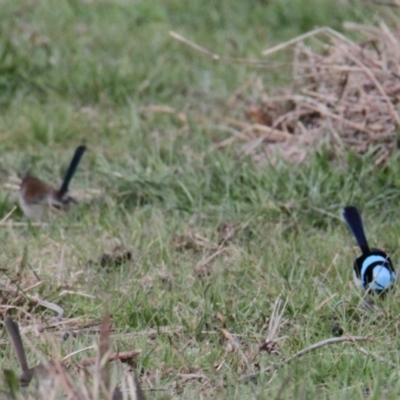 Malurus cyaneus (Superb Fairywren) at Water Works Travelling Stock Reserve - 4 Jun 2021 by PaulF