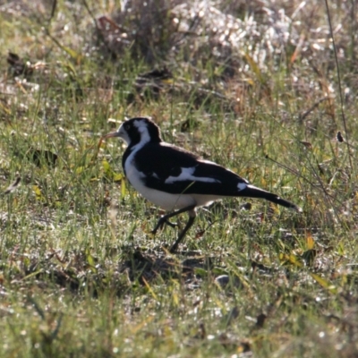 Grallina cyanoleuca (Magpie-lark) at Water Works TSR - 4 Jun 2021 by PaulF