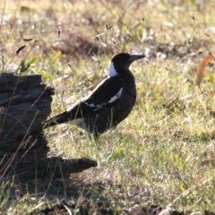 Gymnorhina tibicen (Australian Magpie) at Water Works TSR - 4 Jun 2021 by PaulF