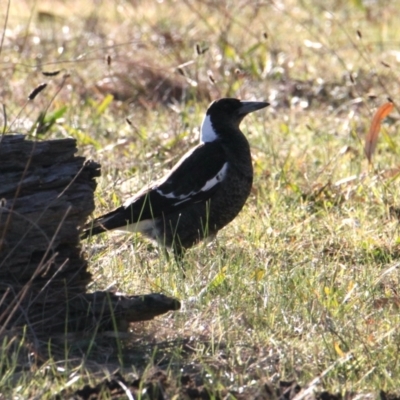 Gymnorhina tibicen (Australian Magpie) at Water Works Travelling Stock Reserve - 4 Jun 2021 by PaulF