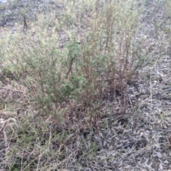 Xerochrysum viscosum (Sticky Everlasting) at Albury - 4 Jun 2021 by Darcy