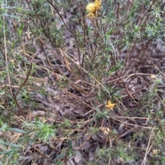 Xerochrysum viscosum at Lavington, NSW - 4 Jun 2021