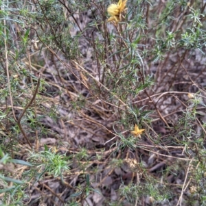 Xerochrysum viscosum at Lavington, NSW - 4 Jun 2021