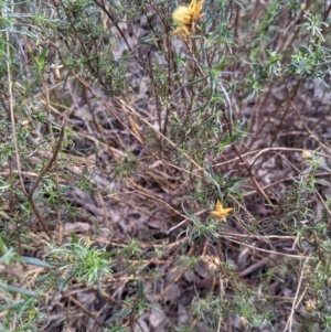 Xerochrysum viscosum at Lavington, NSW - 4 Jun 2021 02:46 PM