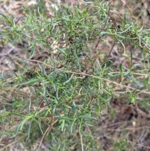 Xerochrysum viscosum at Lavington, NSW - 4 Jun 2021