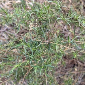Xerochrysum viscosum at Lavington, NSW - 4 Jun 2021 02:46 PM
