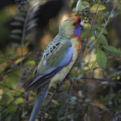 Platycercus elegans flaveolus (Yellow Rosella) at Albury - 31 May 2021 by PaulF