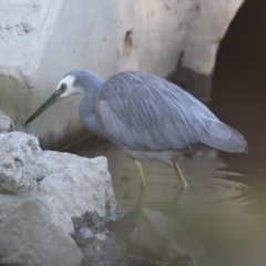 Egretta novaehollandiae (White-faced Heron) at Albury - 31 May 2021 by PaulF