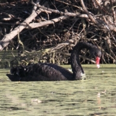 Cygnus atratus (Black Swan) at Albury - 31 May 2021 by PaulF