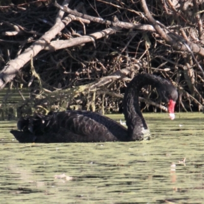 Cygnus atratus (Black Swan) at Albury - 31 May 2021 by PaulF