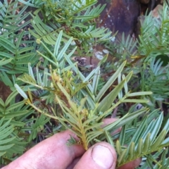 Senna aciphylla at Paddys River, ACT - 30 May 2021 12:56 PM