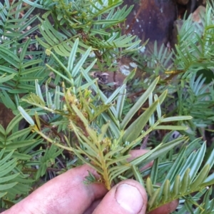 Senna aciphylla at Paddys River, ACT - 30 May 2021 12:56 PM