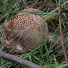 Macrolepiota clelandii (Macrolepiota clelandii) at West Wodonga, VIC - 4 Jun 2021 by Kyliegw