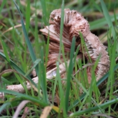 Macrolepiota clelandii at Felltimber Creek NCR - 4 Jun 2021 11:01 AM