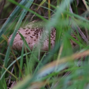 Macrolepiota clelandii at Felltimber Creek NCR - 4 Jun 2021 11:01 AM