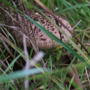 Macrolepiota clelandii at Felltimber Creek NCR - 4 Jun 2021