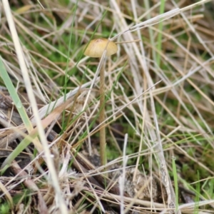 Protostropharia semiglobata at Felltimber Creek NCR - 4 Jun 2021 11:11 AM