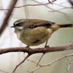 Sericornis frontalis (White-browed Scrubwren) at Wodonga - 4 Jun 2021 by Kyliegw