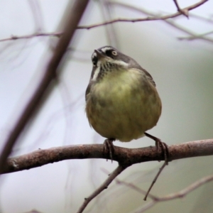 Sericornis frontalis at West Wodonga, VIC - 4 Jun 2021 11:11 AM