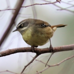 Sericornis frontalis at West Wodonga, VIC - 4 Jun 2021 11:11 AM