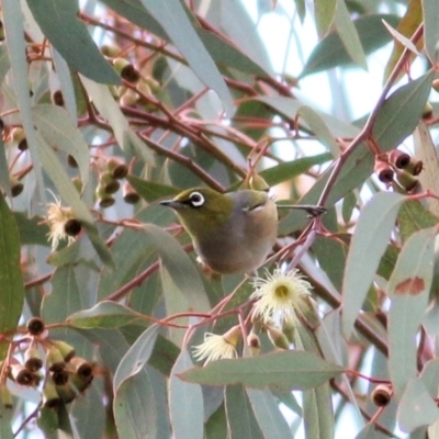 Zosterops lateralis (Silvereye) at Wodonga - 4 Jun 2021 by Kyliegw