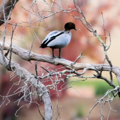 Chenonetta jubata (Australian Wood Duck) at Wodonga - 4 Jun 2021 by Kyliegw