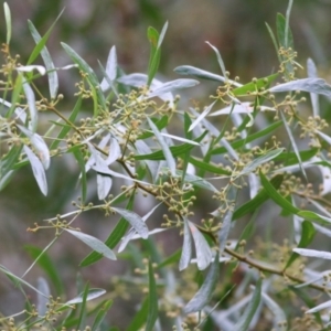 Acacia verniciflua at West Wodonga, VIC - 4 Jun 2021