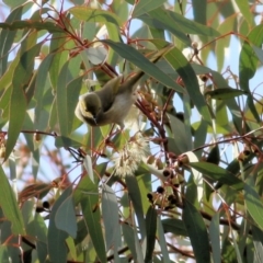 Ptilotula penicillata (White-plumed Honeyeater) at Wodonga - 4 Jun 2021 by Kyliegw