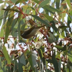 Ptilotula penicillata at West Wodonga, VIC - 4 Jun 2021 11:23 AM