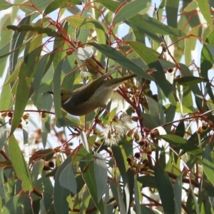 Ptilotula penicillata at West Wodonga, VIC - 4 Jun 2021 11:23 AM