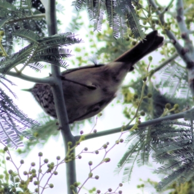 Acanthiza pusilla (Brown Thornbill) at Wodonga - 4 Jun 2021 by KylieWaldon