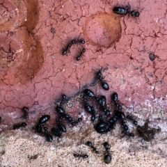 Colobopsis gasseri (An arboreal ant) at Aranda, ACT - 31 May 2021 by KMcCue