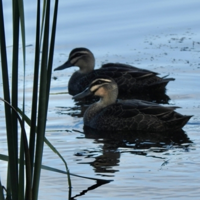 Anas superciliosa (Pacific Black Duck) at Upper Stranger Pond - 2 Jun 2021 by KMcCue