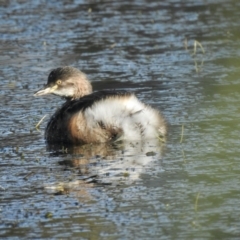 Tachybaptus novaehollandiae (Australasian Grebe) at Upper Stranger Pond - 2 Jun 2021 by KMcCue