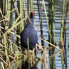 Porphyrio melanotus (Australasian Swamphen) at Upper Stranger Pond - 2 Jun 2021 by KMcCue