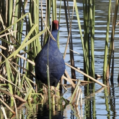 Porphyrio melanotus (Australasian Swamphen) at Isabella Plains, ACT - 2 Jun 2021 by KMcCue