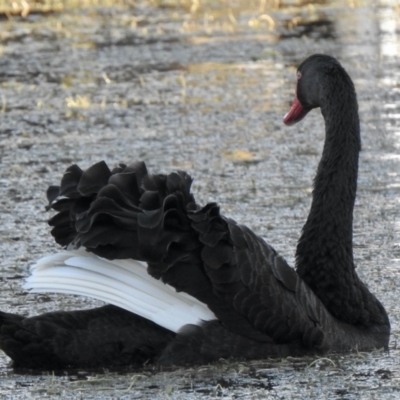 Cygnus atratus (Black Swan) at Upper Stranger Pond - 2 Jun 2021 by KMcCue