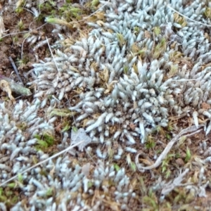 Bryum argenteum at Majura, ACT - 24 May 2021