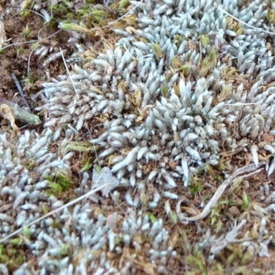 Bryum argenteum (Moss) at Majura, ACT - 24 May 2021 by JanetRussell