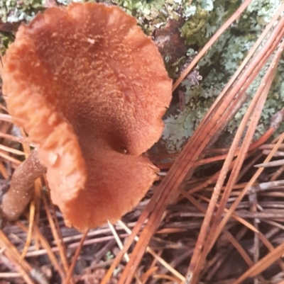 Laccaria sp. (Laccaria) at Gundaroo, NSW - 4 Jun 2021 by Gunyijan