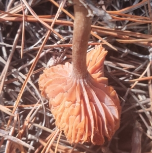 Laccaria sp. at Gundaroo, NSW - 4 Jun 2021