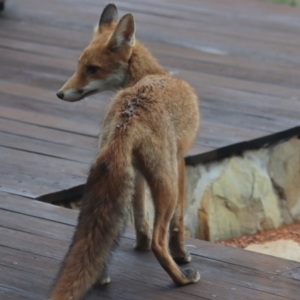 Vulpes vulpes at Gundaroo, NSW - 30 Jan 2021 11:01 AM