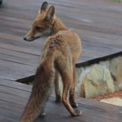 Vulpes vulpes (Red Fox) at Gundaroo, NSW - 30 Jan 2021 by Gunyijan
