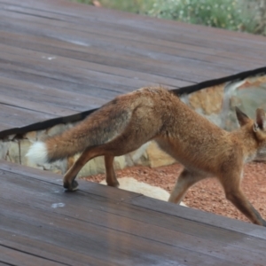 Vulpes vulpes at Gundaroo, NSW - 30 Jan 2021 11:01 AM