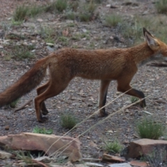 Vulpes vulpes at Gundaroo, NSW - 30 Jan 2021