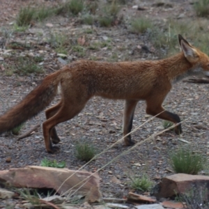 Vulpes vulpes at Gundaroo, NSW - 30 Jan 2021 11:01 AM