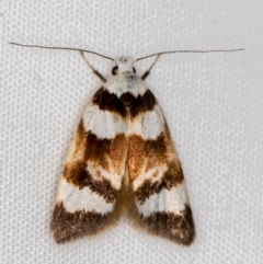Catacometes phanozona (A Concealer moth) at Melba, ACT - 3 Nov 2020 by Bron